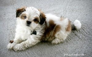 Maltese Shih Tzu (Malshi) – Size, Care, History & Why They’re Low‑Shedding Dogs