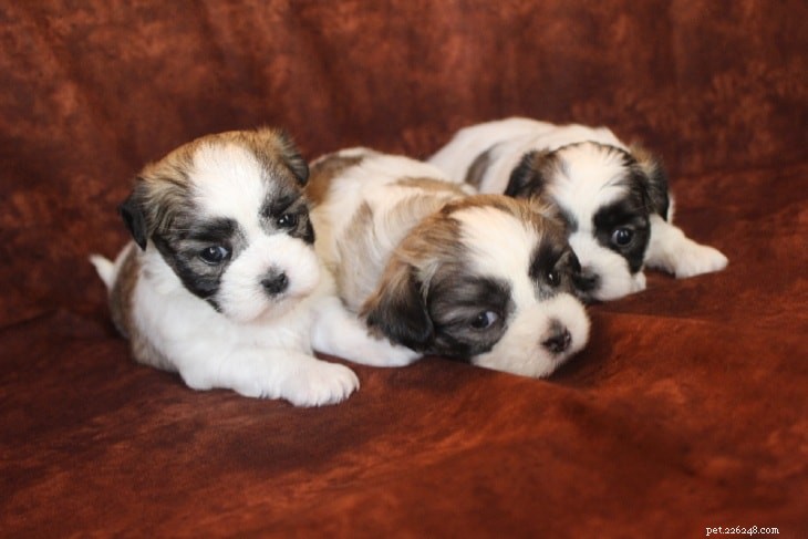 Maltese Shih Tzu (Malshi) – Size, Care, History & Why They’re Low‑Shedding Dogs