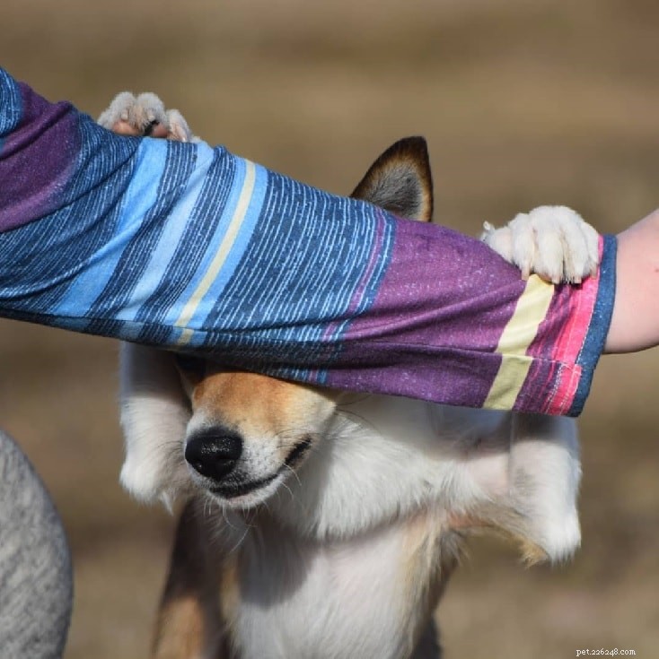 Norwegian Lundehund: History, Traits, and Care Guide
