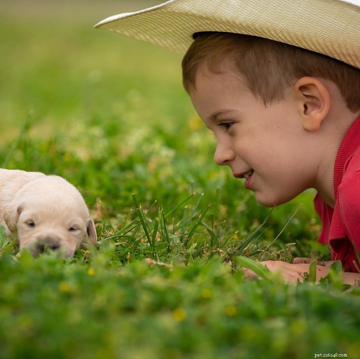 Goldador Dog Breed Overview: Size, Traits, and Care