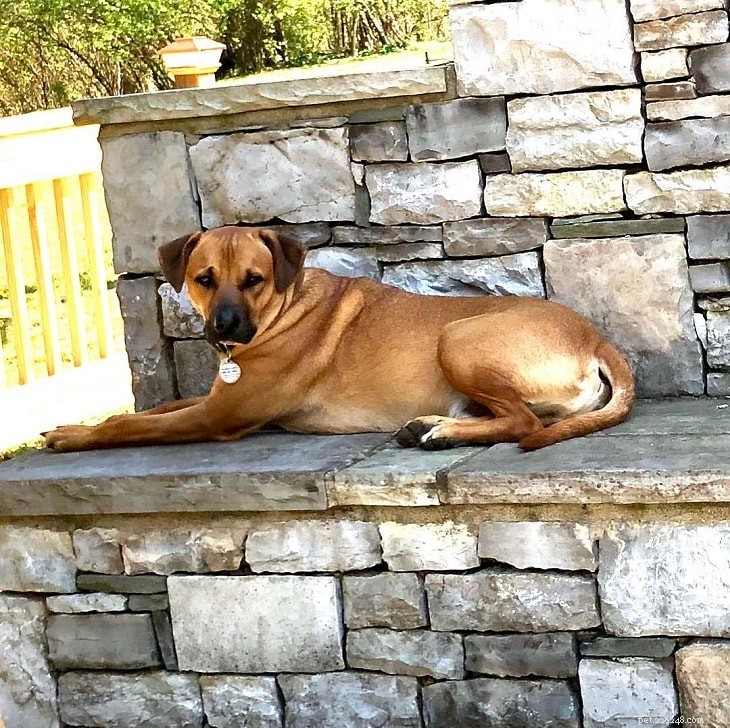Cur Dog Breeds: History, Characteristics, and Recognition