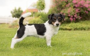 Parson Russell Terrier: A Complete Breed Guide