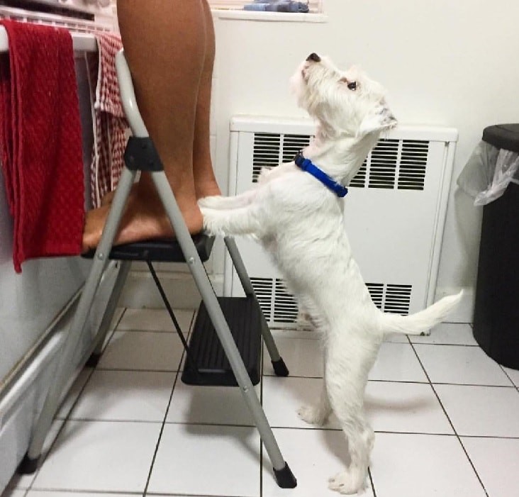 Parson Russell Terrier: A Complete Breed Guide