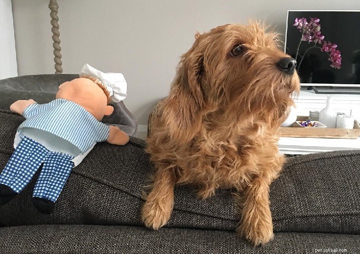 Basset Fauve de Bretagne: Key Facts & Care Guide