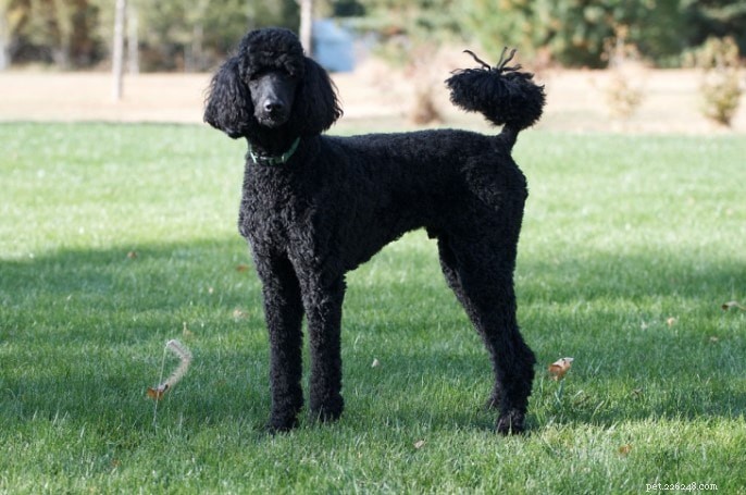 Poodle Dog Breed Guide: Origins, Traits, and Care
