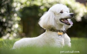 Poodle Dog Breed Guide: Origins, Traits, and Care