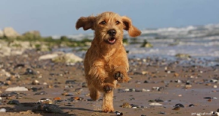 Basset Fauve de Bretagne: Key Facts & Care Guide
