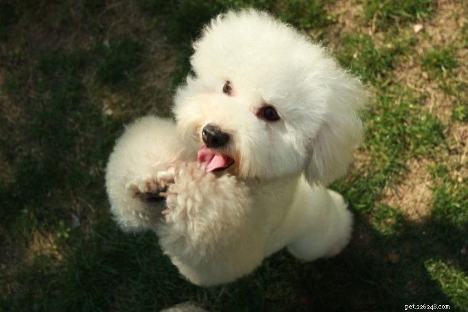 Poodle Dog Breed Guide: Origins, Traits, and Care