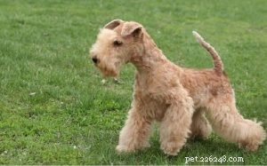 Lakeland Terrier: Complete Breed Profile & Care Guide