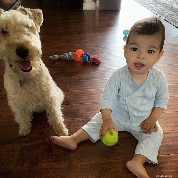 Lakeland Terrier: Complete Breed Profile & Care Guide