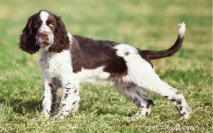 English Springer Spaniel: Breed Overview, Traits & Care
