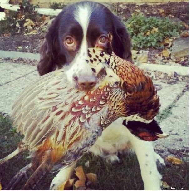 English Springer Spaniel: Breed Overview, Traits & Care