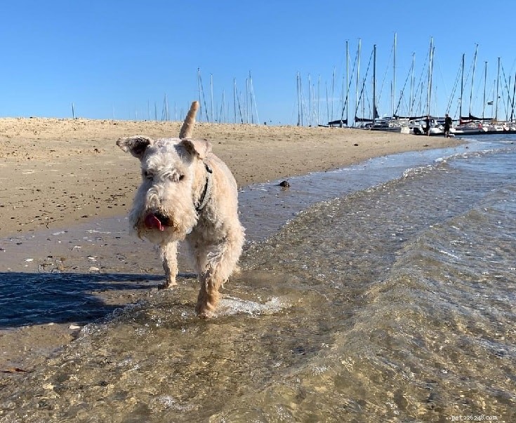 Lakeland Terrier: Complete Breed Profile & Care Guide
