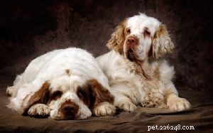 Clumber Spaniel: Classic British Gun Spaniel – Traits, Care & History