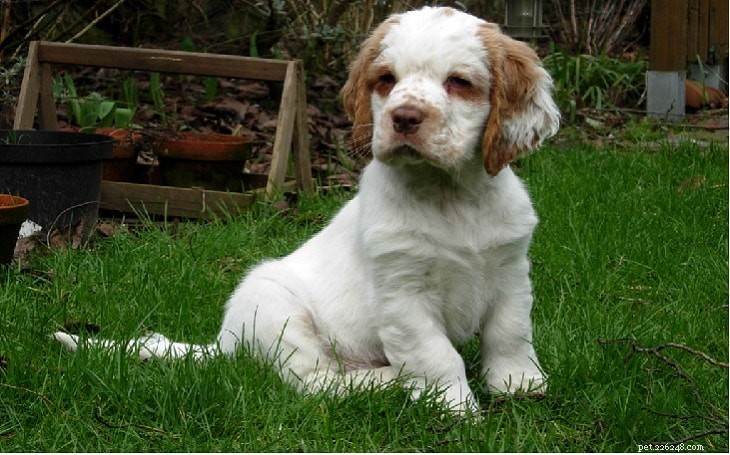 Clumber Spaniel: Classic British Gun Spaniel – Traits, Care & History