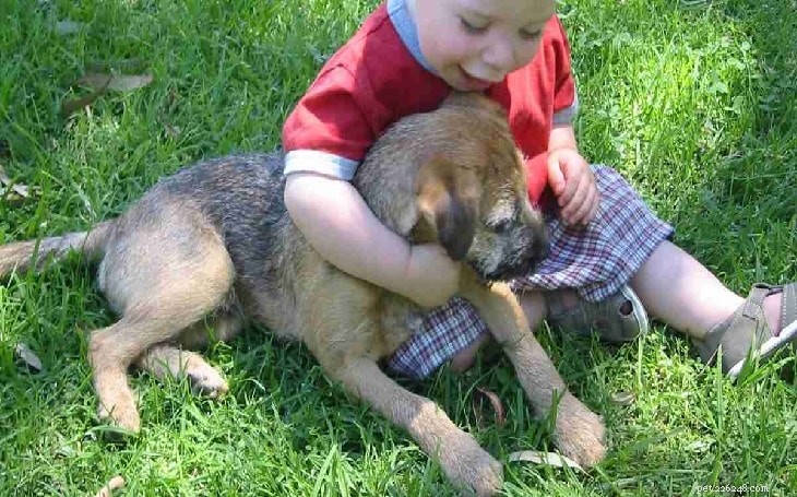 Estrela Mountain Dog: Key Facts, Characteristics & Care Guide