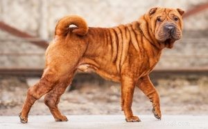 Chinese Shar-Pei Dog: Breed Overview, Temperament, and Care