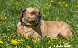 Puggle Dogs: A Comprehensive Guide to Breed, History, and Care
