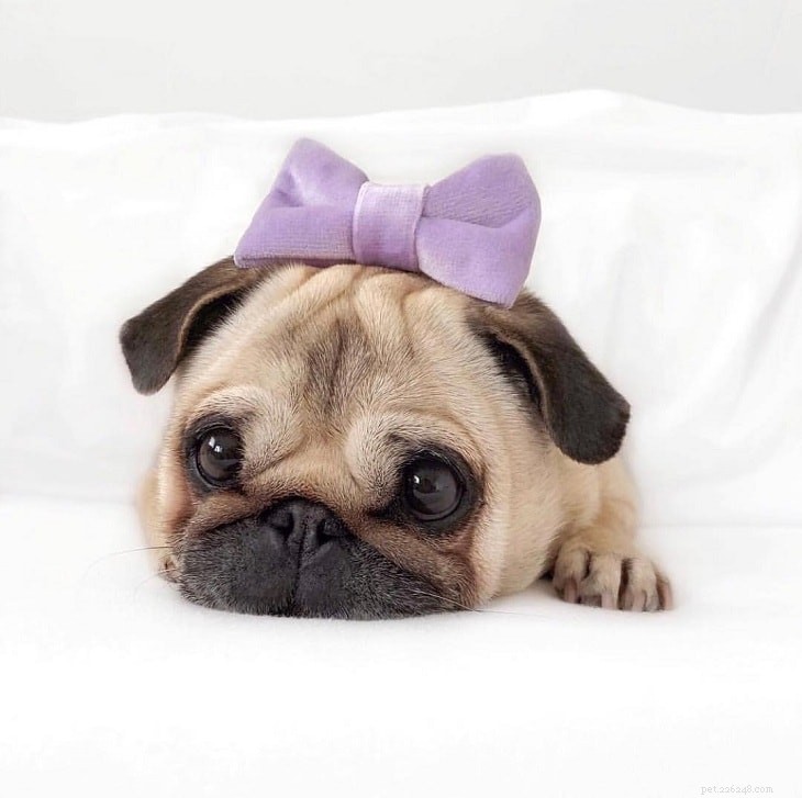 Puggle Dogs: A Comprehensive Guide to Breed, History, and Care