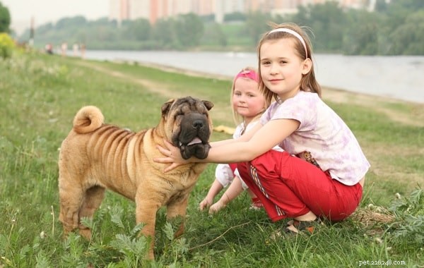 Chinese Shar-Pei Dog: Breed Overview, Temperament, and Care