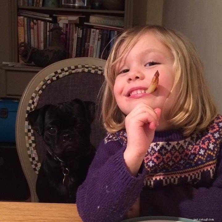 Puggle Dogs: A Comprehensive Guide to Breed, History, and Care