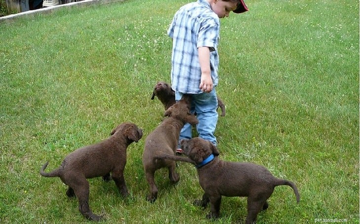 Chesapeake Bay Retriever: Complete Breed Profile & Care Guide