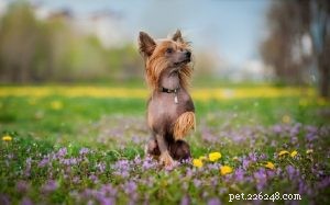 The Chinese Crested Dog: Comprehensive Breed Profile & Care Guide