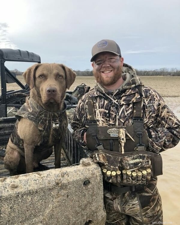Chesapeake Bay Retriever: Complete Breed Profile & Care Guide
