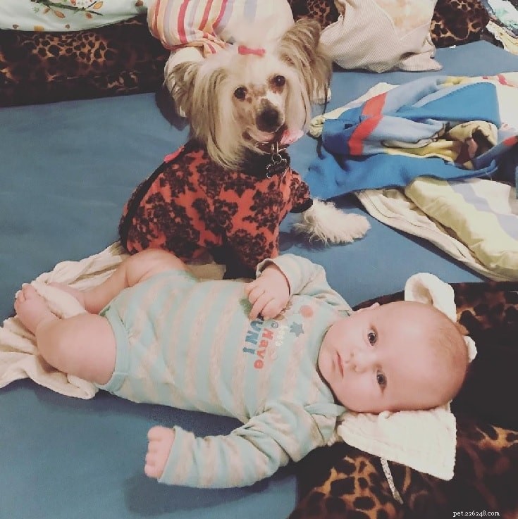The Chinese Crested Dog: Comprehensive Breed Profile & Care Guide