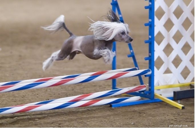 The Chinese Crested Dog: Comprehensive Breed Profile & Care Guide