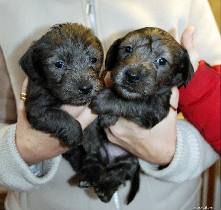 Cesky Terrier: Characteristics, Care, and History