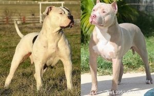 American Bulldog vs. Pitbull: A Comprehensive Comparison