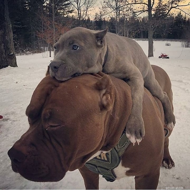 American Bulldog vs. Pitbull: A Comprehensive Comparison
