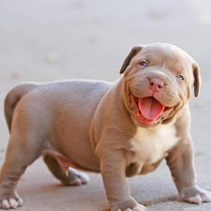 American Bulldog vs. Pitbull: A Comprehensive Comparison