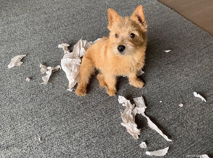 Norwich Terrier: Breed Overview, Size, and Care Essentials