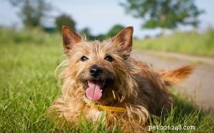 Norwich Terrier: Breed Overview, Size, and Care Essentials