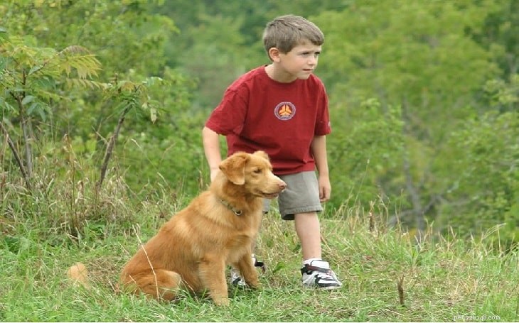 Nova Scotia Duck Tolling Retriever: Key Facts, Care & Characteristics