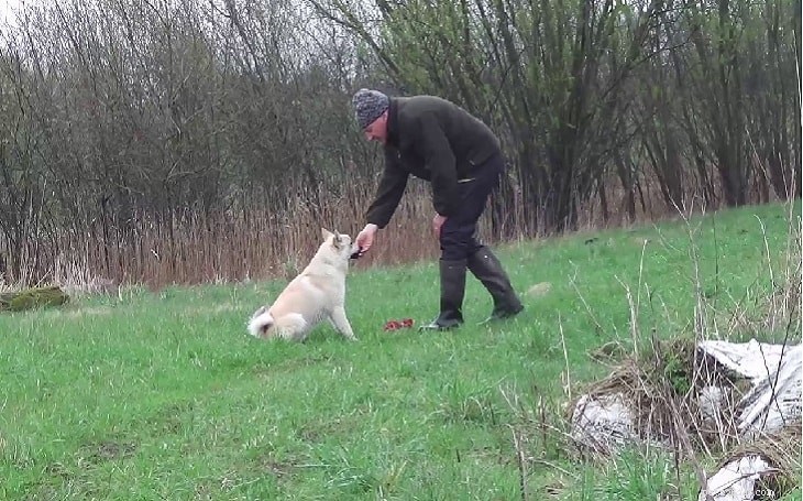 Norwegian Buhund: Classic Norwegian Herding Dog – Breed Profile & Care