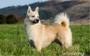 Norwegian Buhund: Classic Norwegian Herding Dog – Breed Profile & Care