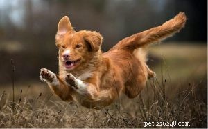 Nova Scotia Duck Tolling Retriever: Key Facts, Care & Characteristics