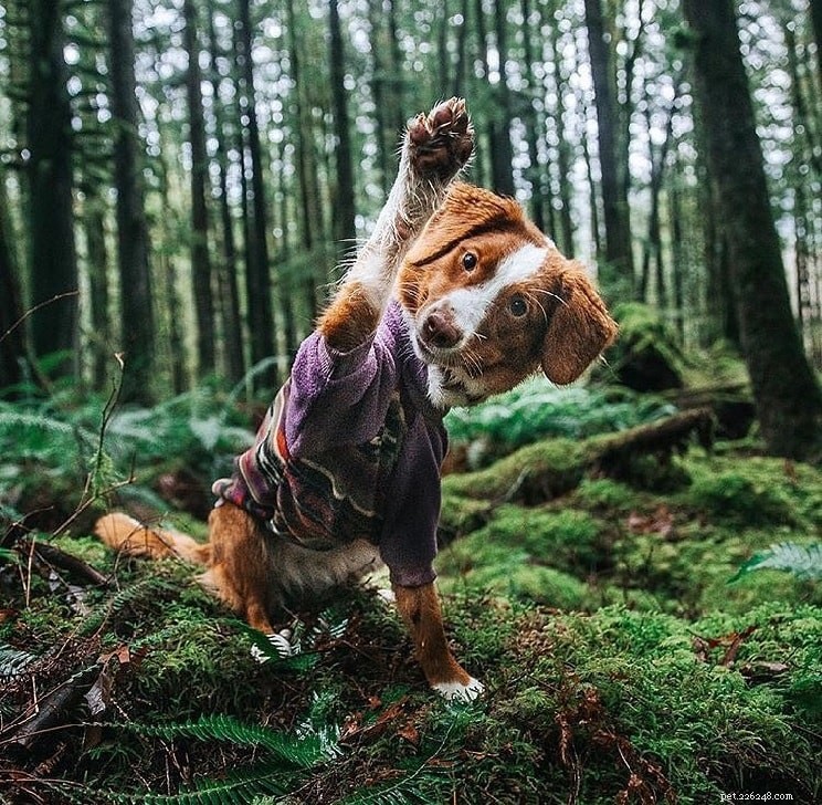 Nova Scotia Duck Tolling Retriever: Key Facts, Care & Characteristics