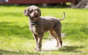 Lagotto Romagnolo: Italy’s Water‑Retrieving Gundi Dog