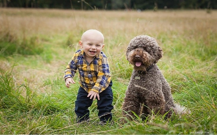 Lagotto Romagnolo: Italy’s Water‑Retrieving Gundi Dog