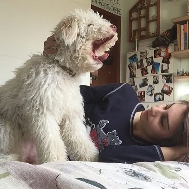 Lagotto Romagnolo: Italy’s Water‑Retrieving Gundi Dog