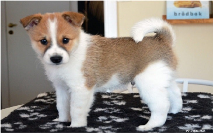 Norrbottenspets: Comprehensive Breed Profile & Care Guide