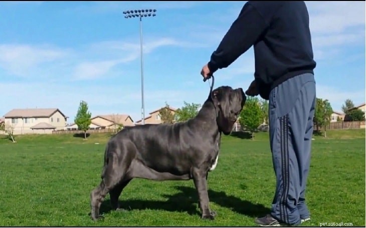Neapolitan Mastiff: Italy s Legendary Guard Dog
