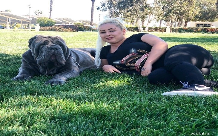 Neapolitan Mastiff: Italy s Legendary Guard Dog