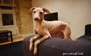 Italian Greyhound: Key Facts, Care, and Personality
