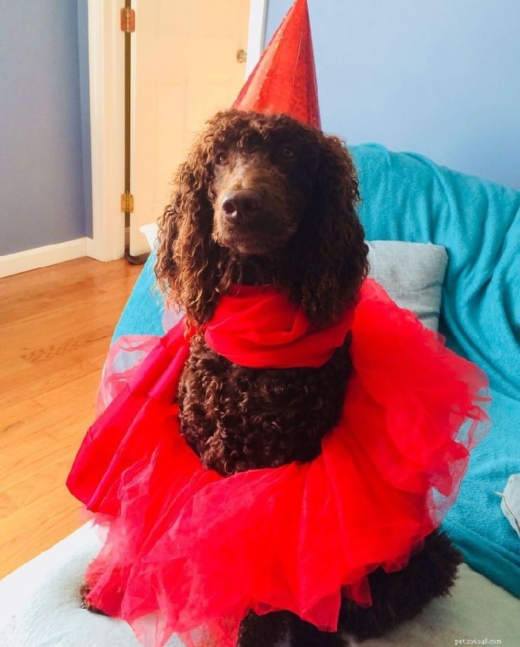 All About the Irish Water Spaniel: Breed Overview, Care, and Personality