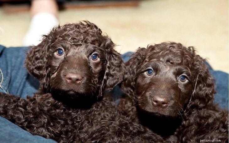 All About the Irish Water Spaniel: Breed Overview, Care, and Personality